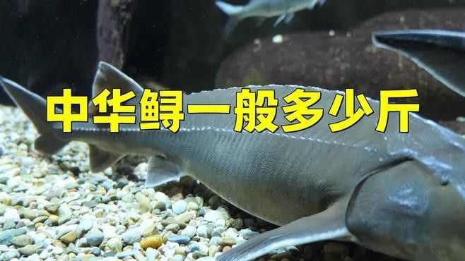 鱘龍魚一般多少斤