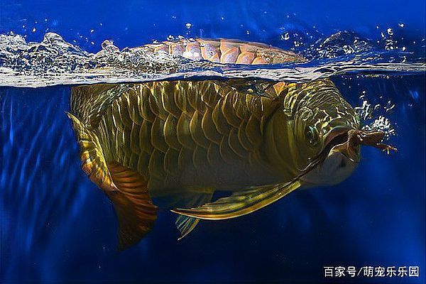 金龍魚為什么怕紅色