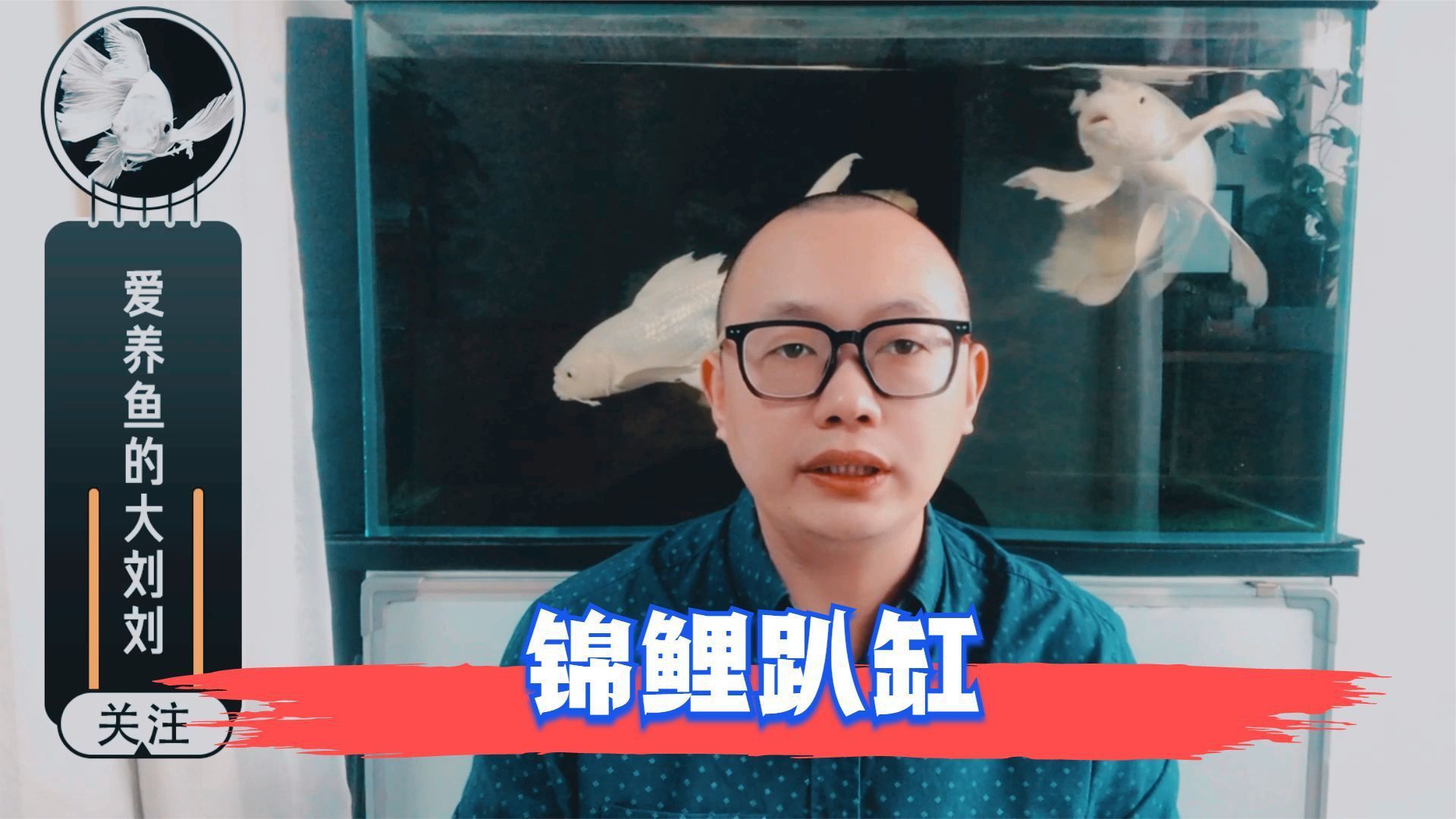 錦鯉趴缸底會持續多久？
