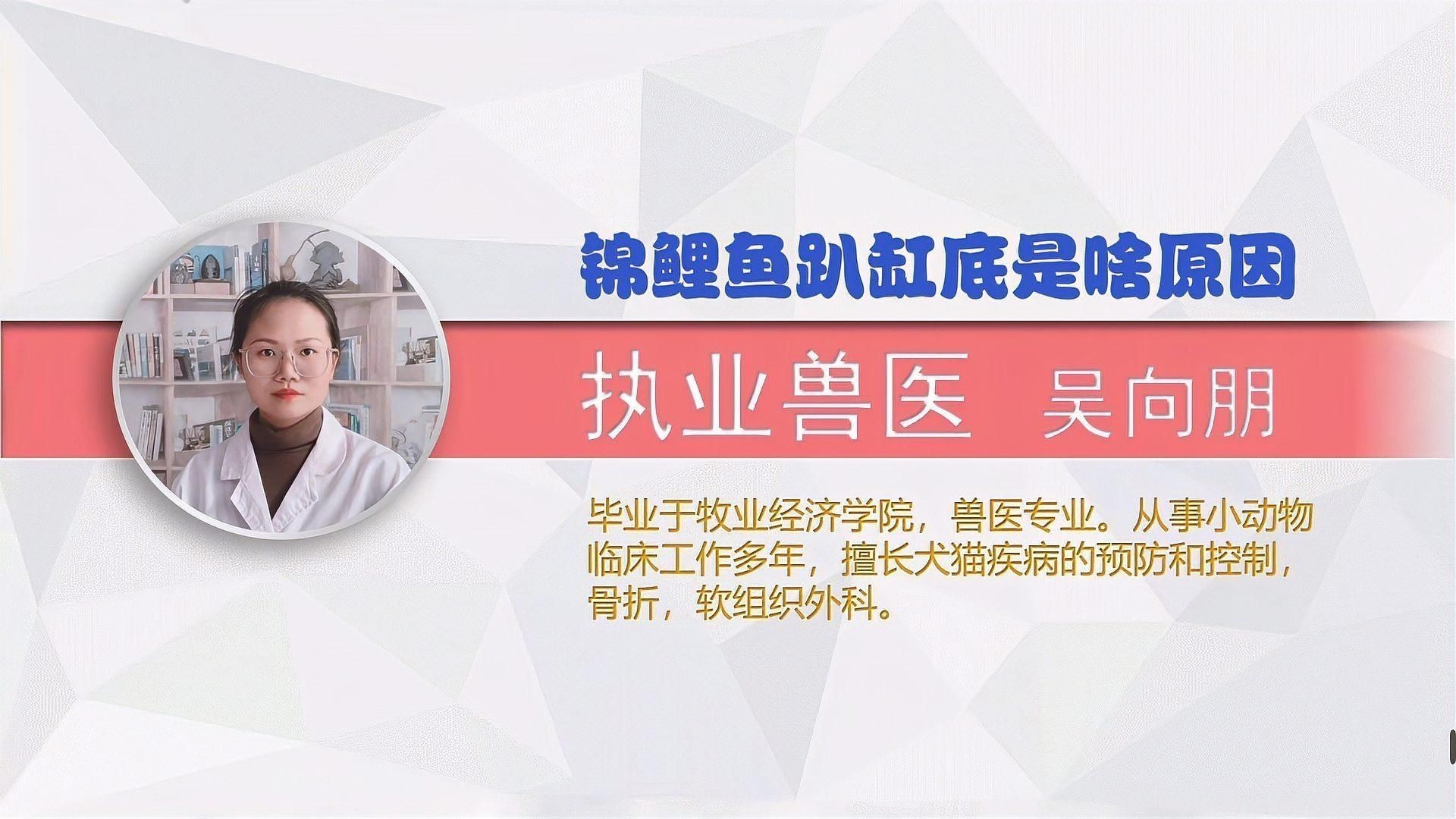 錦鯉趴缸底會持續多久？