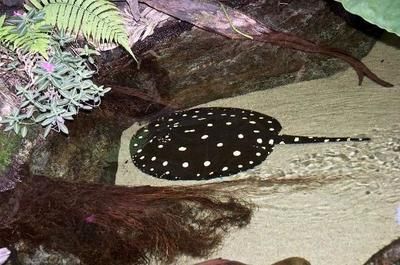 龍魚和三間魚打架嗎：如何判斷龍魚與三間魚混養(yǎng)的成功案例