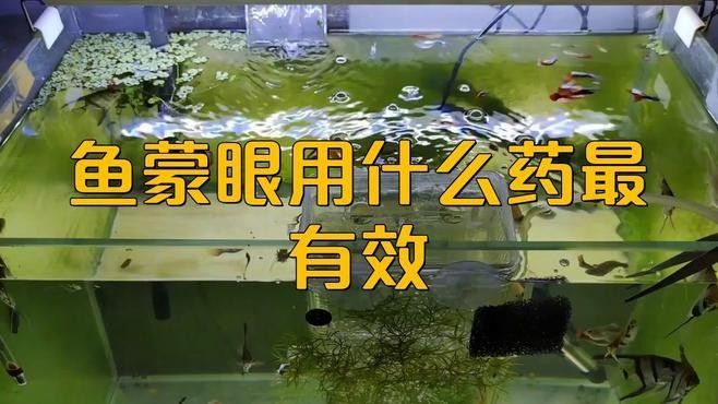 銀龍魚蒙眼最好最快的辦法是啥