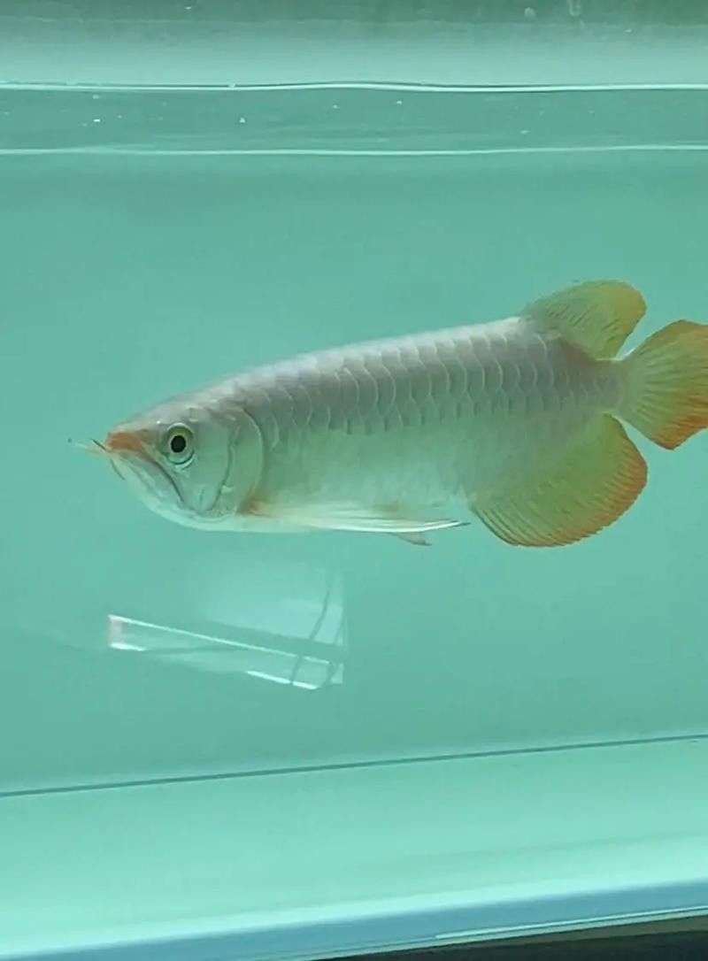 印尼伊巴魯紅龍魚