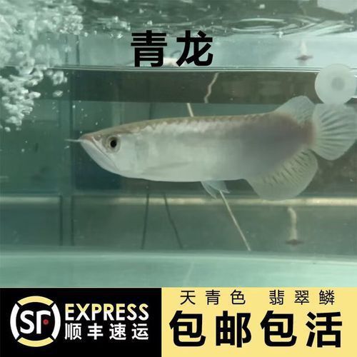 綠皮辣椒龍魚圖片