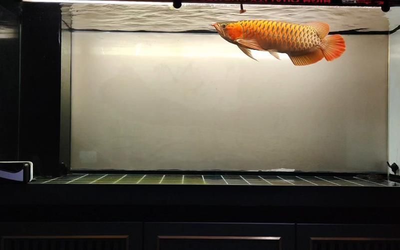 綠皮辣椒龍魚圖片