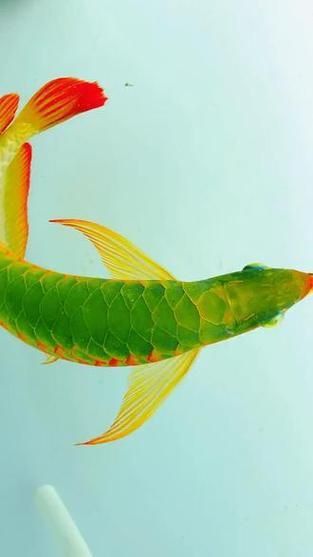 綠皮辣椒龍魚圖片