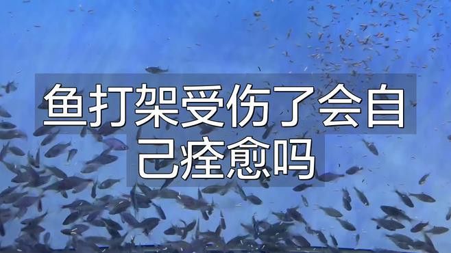 龍魚頭部撞傷會自愈嗎？