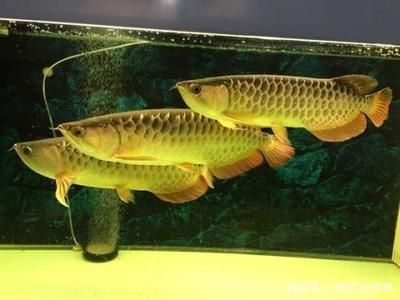 養龍魚的最佳溫度是多少度合適：養龍魚的最佳溫度范圍