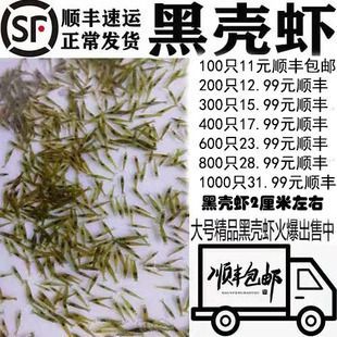 龍魚能吃蝦米嗎：龍魚可以吃蝦米嗎