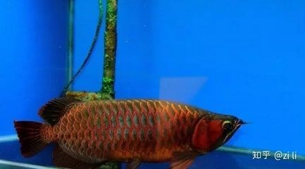 貢拜紅龍魚是什么意思：\"貢拜紅龍魚\"