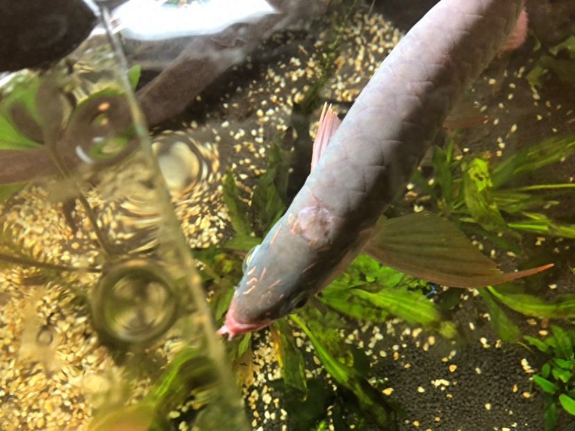 龍魚麻醉后不開口怎么辦（小龍魚麻醉后不開口怎么辦）