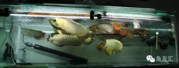 粗線魚和龍魚混養好不好釣：粗線魚和龍魚混養在理論上是可行的，粗線魚和龍魚混養好不好釣
