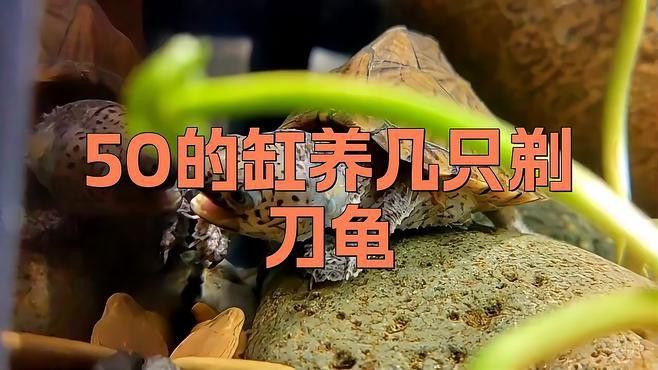 剃刀龜混養(yǎng)需要多大的魚缸