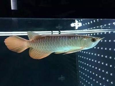 龍魚喂幾次，龍魚的喂食次數(shù)和頻率