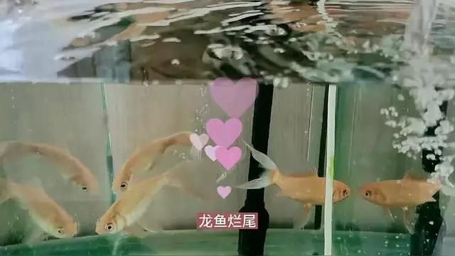 龍魚尾巴爛了用什么藥