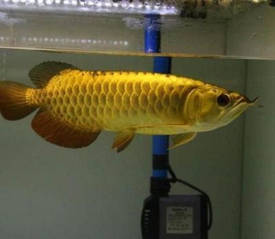 龍魚晚上需要開夜燈嗎？（龍魚晚上是否需要開夜燈取決于多種因素，飼養者應考慮到）