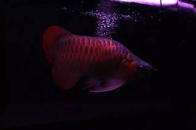 龍魚怎么樣發色好：促進龍魚發色的方法