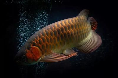 龍魚怎么樣發色好：促進龍魚發色的方法