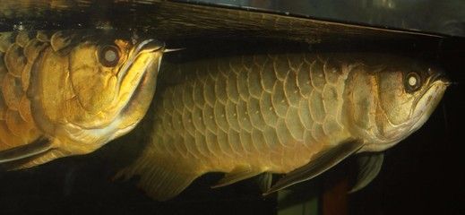 龍魚眼珠遮一半,什么原因（龍魚眼珠遮一半可能是因為光照不均勻導致的） 龍魚眼珠遮一半,什么原因（龍魚眼珠遮一半可能是因為光照不均勻導致的） 龍魚百科 第5張