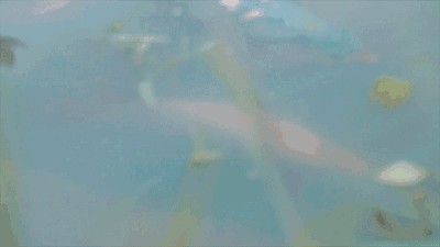 龍魚戰車體型怎么分辨：如何分辨龍魚戰車體型