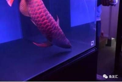 龍魚戰車體型怎么分辨：如何分辨龍魚戰車體型