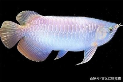 龍魚繁殖條件：龍魚的繁殖條件
