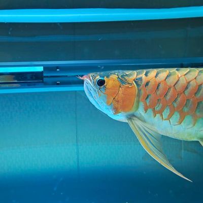 龍魚繁殖條件：龍魚的繁殖條件