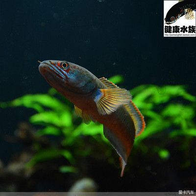 如何判斷雷龍魚健康：判斷雷龍魚是否健康狀況的方法包括觀察其行為和外觀