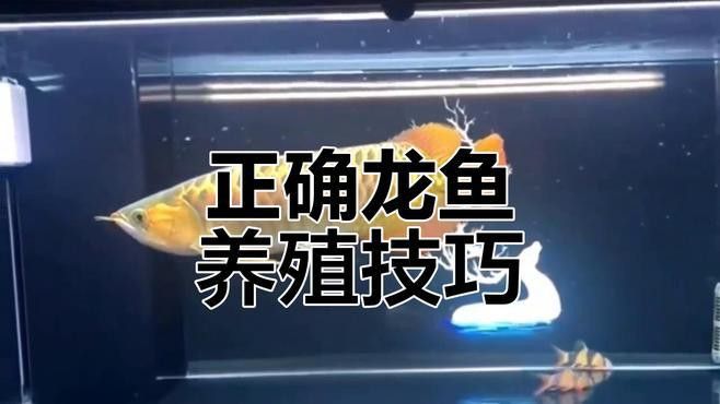 福龍魚對水質有何要求？