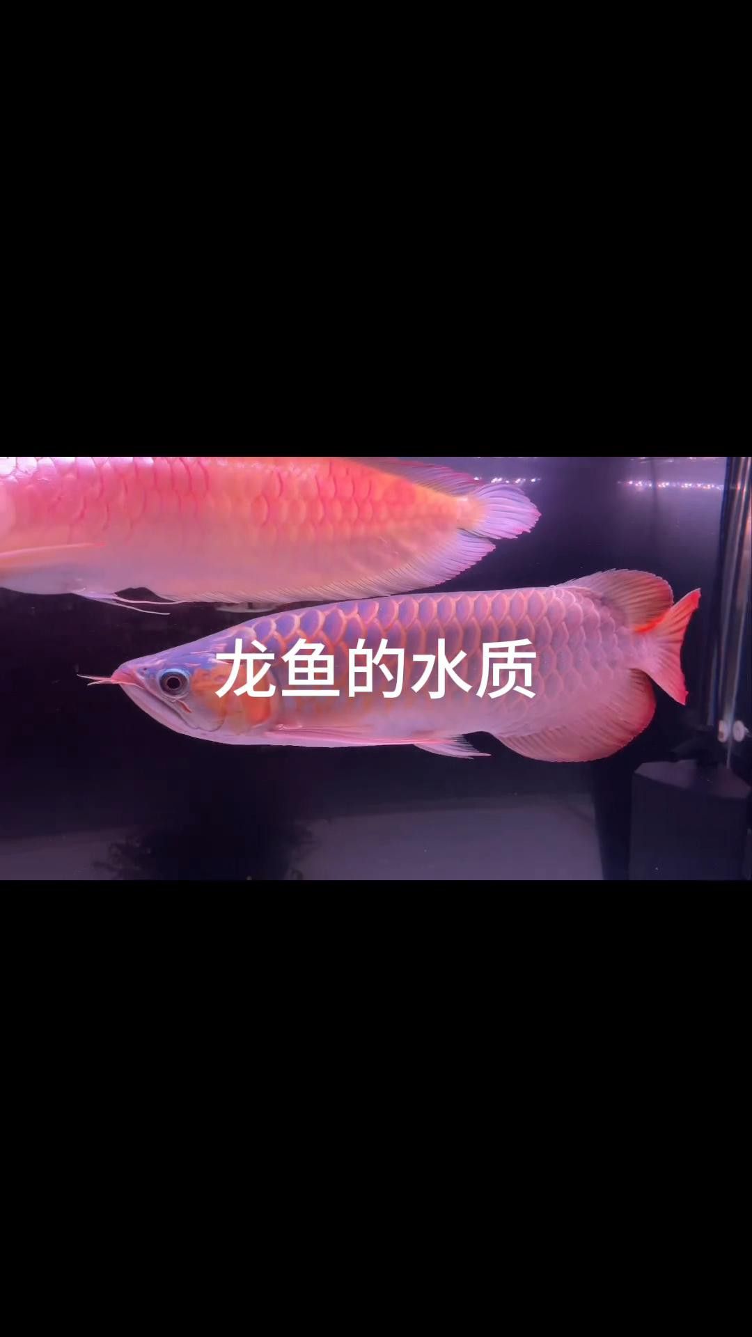 福龍魚對水質有何要求？
