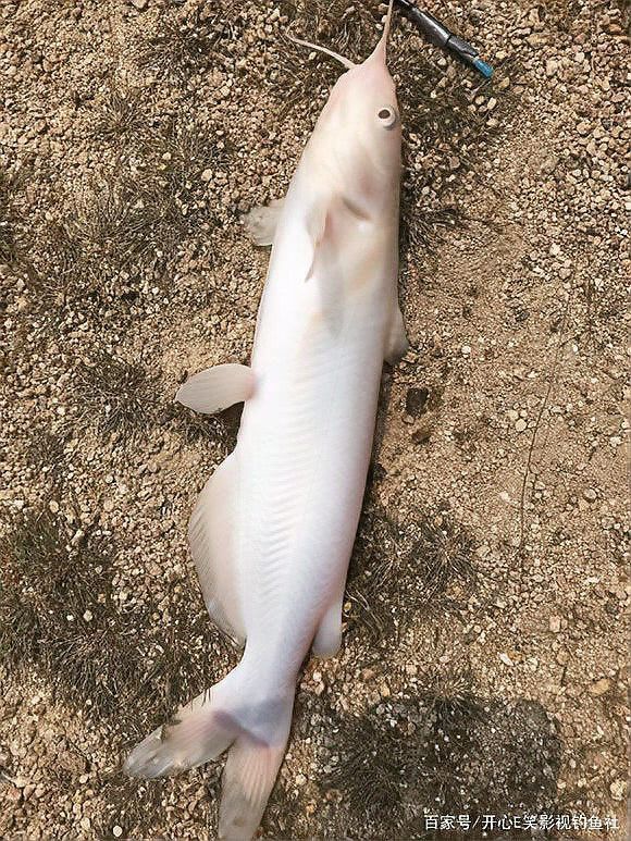 白龍魚多少錢一只