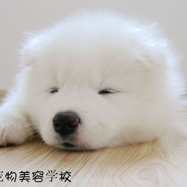 能否提供一份更詳細(xì)的飼養(yǎng)方法？