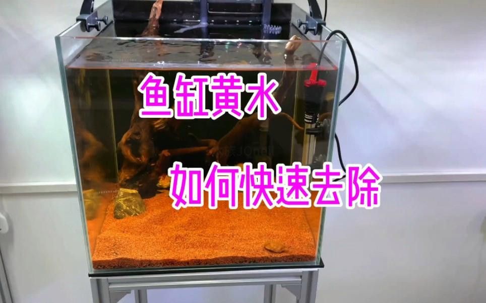 如何處理沉木黃水？