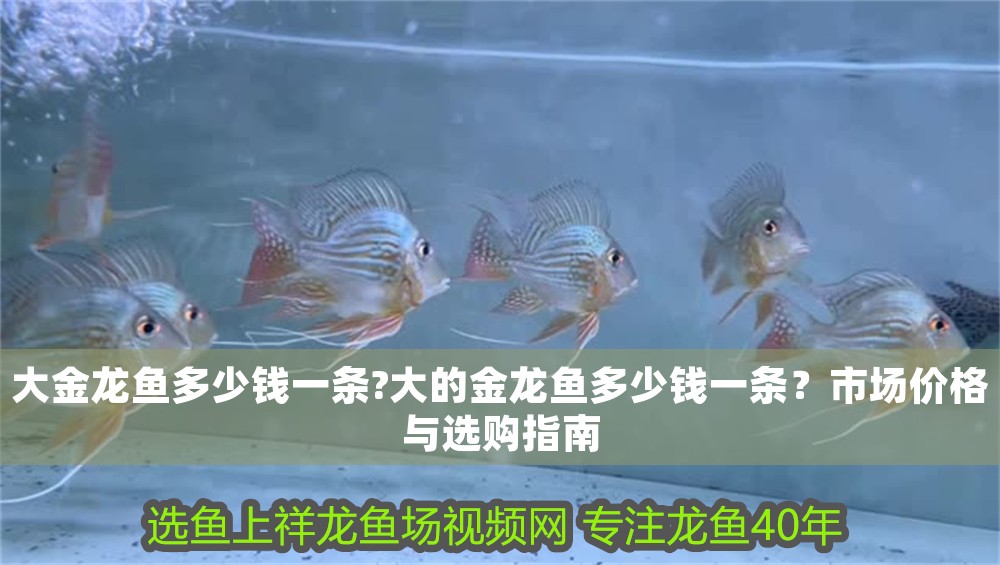 大金龍魚多少錢一條?大的金龍魚多少錢一條？市場價格與選購指南