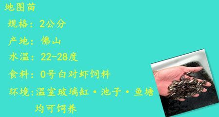 龍魚如何喂食視頻大全：龍魚如何喂食，詳細視頻指南與實用技巧