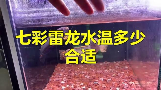 七彩雷龍魚(yú)適合溫度