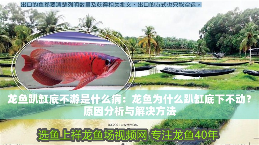 龍魚趴缸底不游是什么病：龍魚為什么趴缸底下不動？原因分析與解決方法