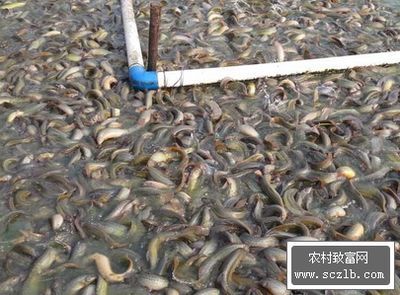養(yǎng)龍魚加什么鹽好：養(yǎng)龍魚時需要添加鹽以及使用何種鹽是一個常見的問題 養(yǎng)龍魚加什么鹽好：養(yǎng)龍魚時需要添加鹽以及使用何種鹽是一個常見的問題 龍魚百科 第3張