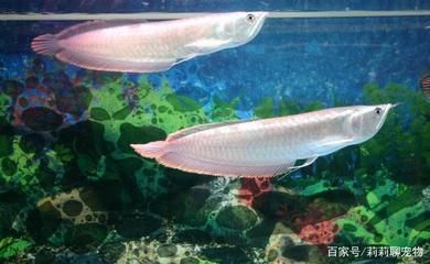 龍魚受驚嚇撞缸拒食會拒食多久：龍魚受到驚嚇后拒食和撞缸怎么辦