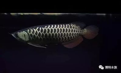 龍魚受驚嚇撞缸拒食會拒食多久：龍魚受到驚嚇后拒食和撞缸怎么辦