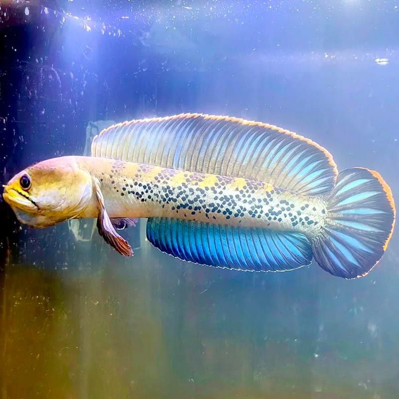 彩虹雷龍魚圖片大全大圖高清壁紙