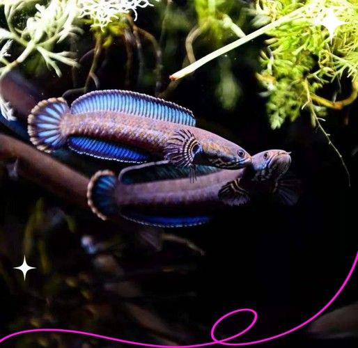 彩虹雷龍魚圖片大全大圖高清壁紙