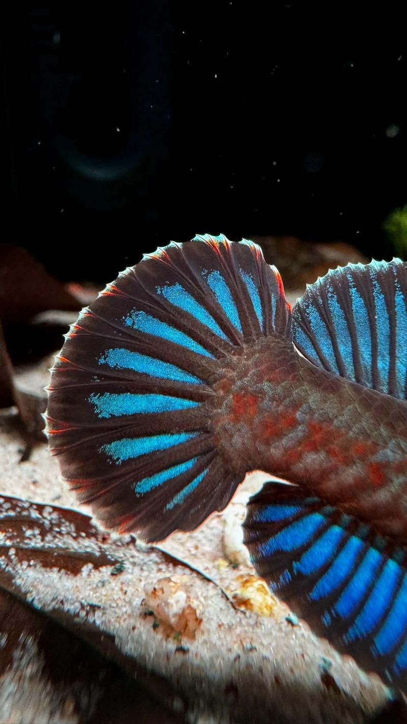 彩虹雷龍魚圖片大全大圖高清壁紙