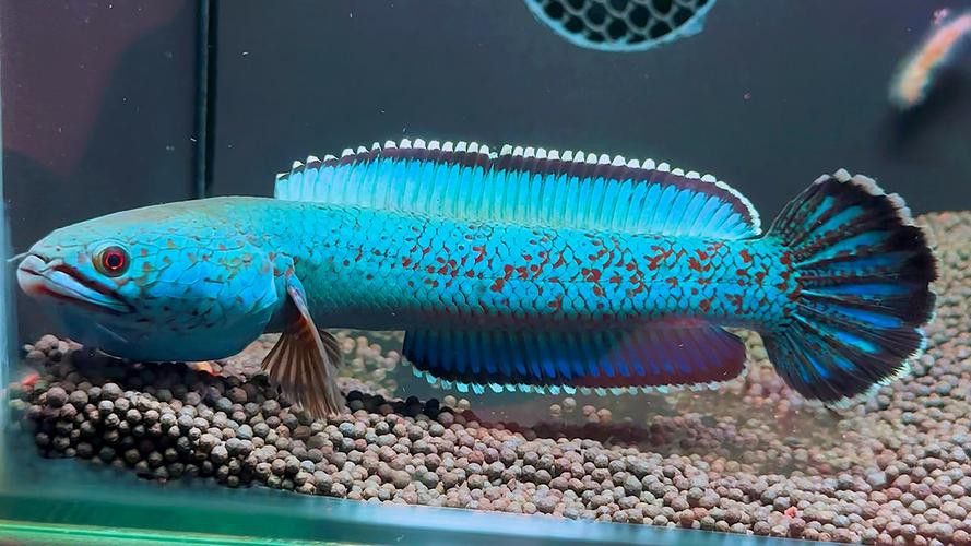 彩虹雷龍魚圖片大全大圖高清壁紙