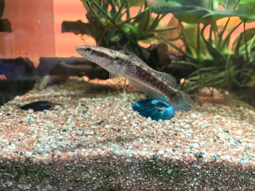 彩虹雷龍魚圖片大全大圖高清壁紙