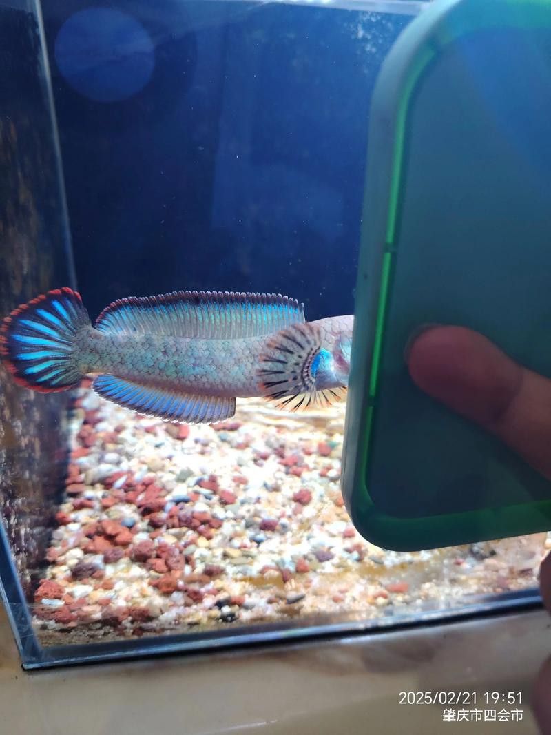 彩虹雷龍魚圖片大全大圖高清壁紙