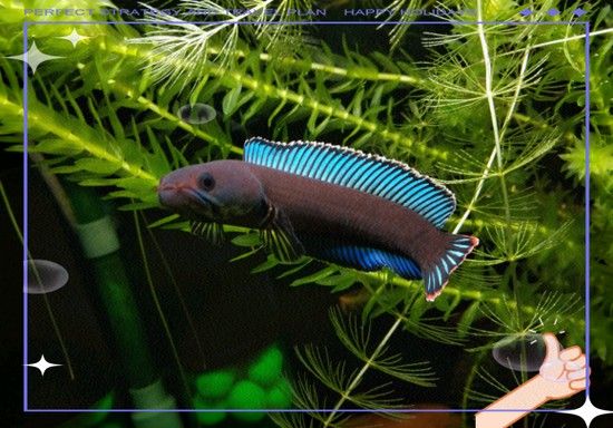 彩虹雷龍魚圖片大全大圖高清壁紙
