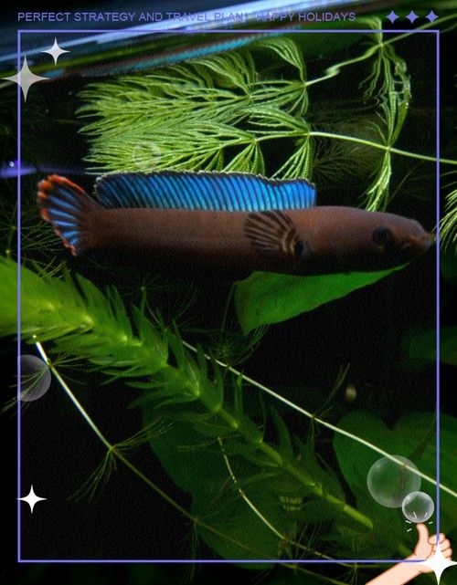 彩虹雷龍魚圖片大全大圖高清壁紙