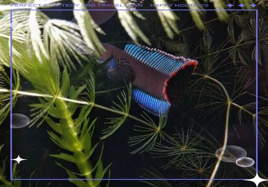 彩虹雷龍魚圖片大全大圖高清壁紙