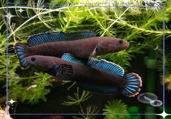 彩虹雷龍魚圖片大全大圖高清壁紙